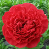 Пион молочноцветковый (Paeonia lactiflora) Комманд Перфоманс С4 ГлХ/26