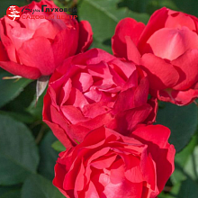 Основное изображение товара