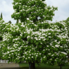 Катальпа бигнониевидная (Catalpa bignonioides)  40-60 С5 БАл/25