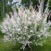Ива цельнолистная (Salix integra) Хакуро-нишики  С3 СП/25
