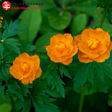 Основное изображение товара