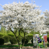 Ирга Ламарка (Amelanchier lamarckii) 150-175 С35 БАпп/26