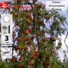 Рябина обыкновенная (Sorbus aucuparia) Пендула 14/16 Шт-200 WRB90 ком/сетка РЯр/25