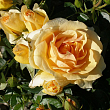 Роза флорибунда 