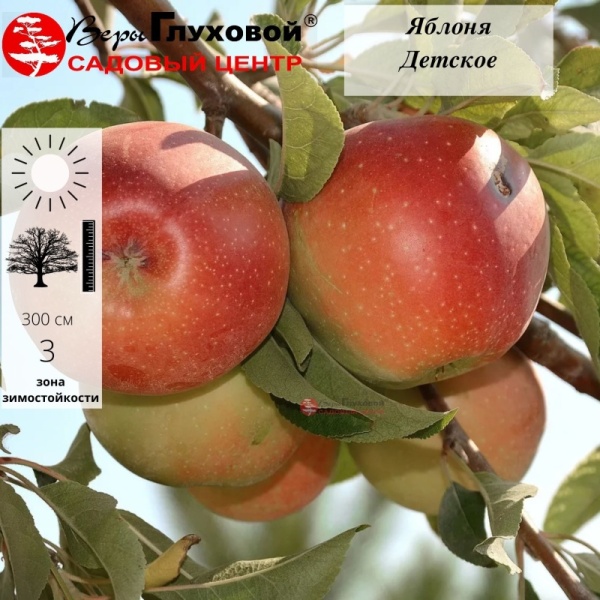 Яблоня Детское (осенний сорт)
