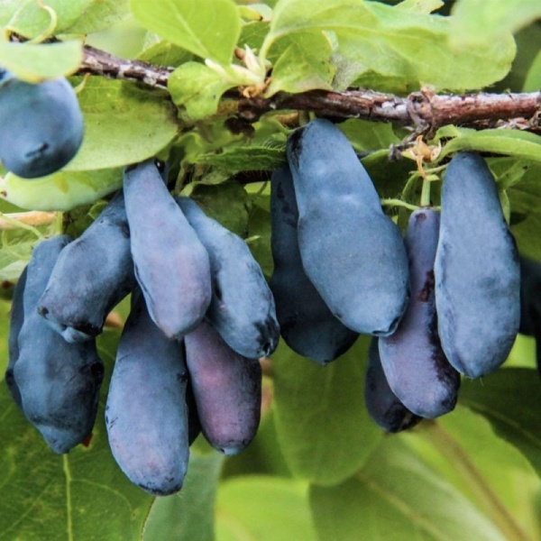 Основное изображение товара