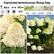 Гортензия метельчатая 