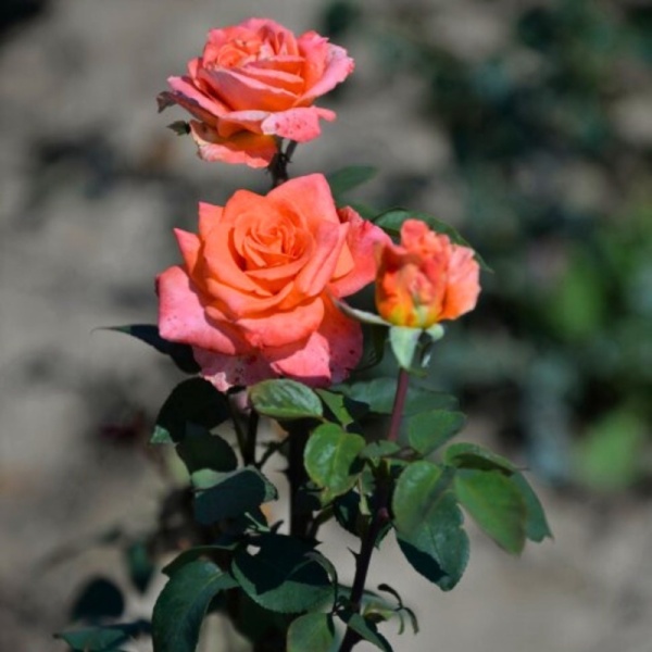 Основное изображение товара