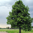 Липа крупнолистная