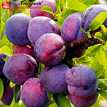 Основное изображение товара