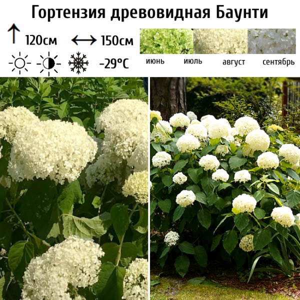 Основное изображение товара