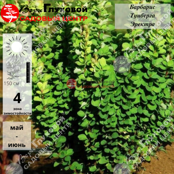 Барбарис Тунберга "Эректа" на фото