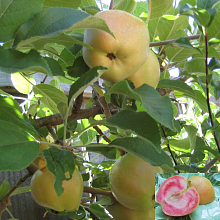 Основное изображение товара