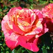 Роза полиантовая 