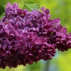 Сирень обыкновенная (Syringa vulgaris) Маршал Соколовский С3 СП/25