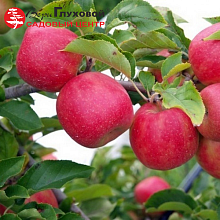 Основное изображение товара