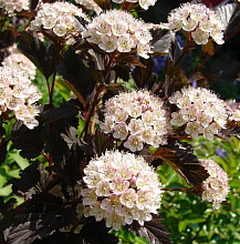 Основное изображение товара