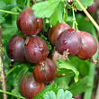 Крыжовник 