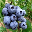 Голубика 