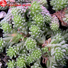 Основное изображение товара