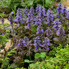 Живучка ползучая (Ajuga reptans) Атропурпурея С3 СП/24