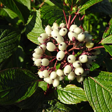 Основное изображение товара