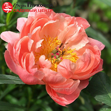 Основное изображение товара