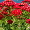 Тысячелистник обыкновенный (Achillea millefolium) Ред Вельвет С2 ГлХ/26