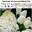 Гортензия метельчатая 