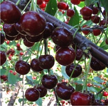 Дюк (Черевишня) Ивановна (среднепоздний сорт)