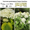 Гортензия древовидная (Hydrangea arborescens) Голден Аннабель С3 ГлХ/25