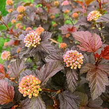 Основное изображение товара