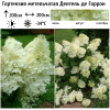 Гортензия метельчатая (Hydrangea paniculata) Дентель де Горрон Р9 СП/26