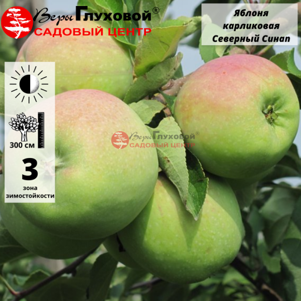 Яблоня Северный Синап (зимний сорт)