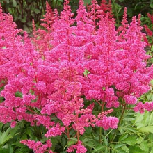 Основное изображение товара