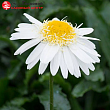 Нивяник великолепный 