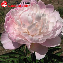 Основное изображение товара