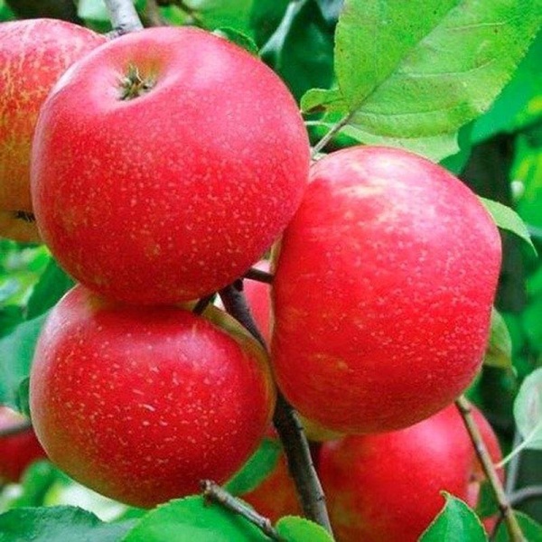 Основное изображение товара