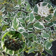 Основное изображение товара