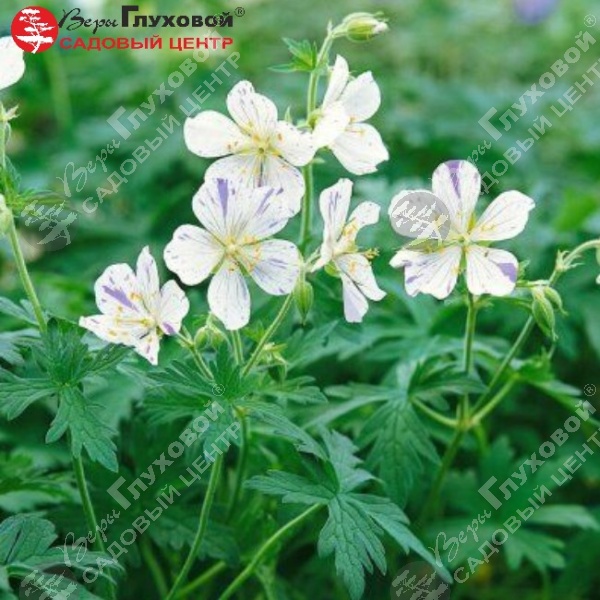 Герань луговая "Сплиш-Сплэш" на фото