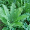 Страусник обыкновенный (Matteuccia struthiopteris) Р8 РГПл/26