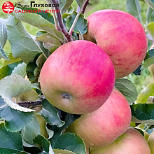 Основное изображение товара