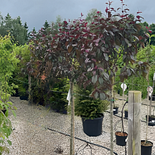 Основное изображение товара