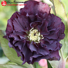 Основное изображение товара