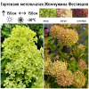 Гортензия метельчатая (Hydrangea paniculata) Жемчужина Фестиваля Р9 СП/26