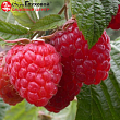 Малина 
