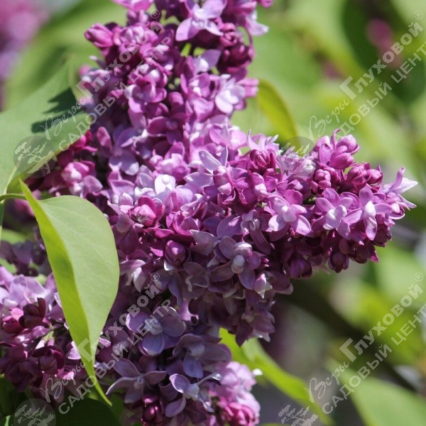 Сирень обыкновенная "Изобилие" на фото