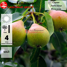 Основное изображение товара