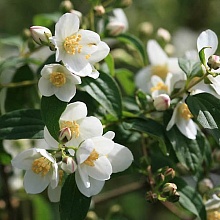 Основное изображение товара