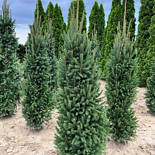 Ель обыкновенная “Купрессина” - Picea abies `Cupressina`